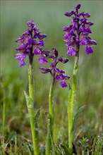 Green-winged green-winged orchid