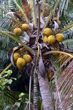 Coconuts on coconut palm