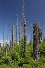 Natural reforestation on the Lusen