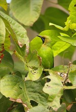 Jerdon's Leafbird