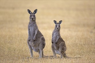 Eastern Grey Giant Kangaroo
