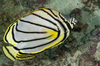 Meyers butterflyfish