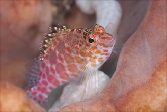 Spotted coral hawkfish