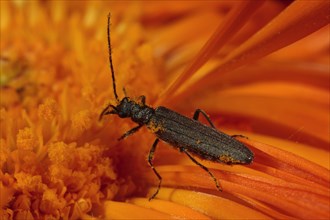 Thick-legged thick-legged flower beetle