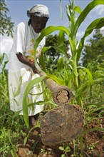 Woman weeding maize plot using hoe