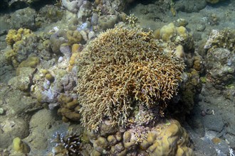 Stony corals