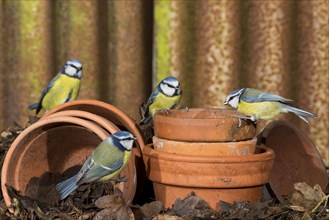 Blue Tit