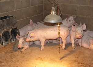 Pig farming