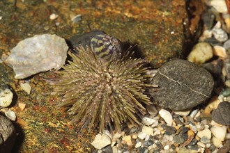Green shore sea urchin