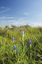 Flowering marsh gentian