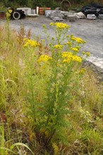 Common ragwort flowering