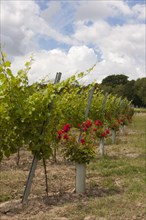 Vineyard with vines and roses planted at the end of the rows
