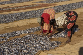 Catching fish spread out to dry in the sun