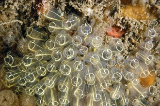 Light-bulb sea squirts