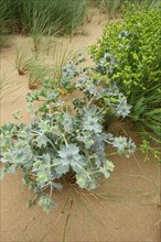 Sea Holly