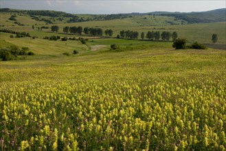 View of wildflowers in extensive grasslands around the Saxon village of Viscri