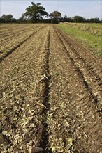 Recently harvested sugar beet field with a few small tubers
