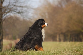 Bernese Mountain Dog