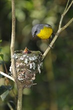 Eastern yellow eastern yellow robin