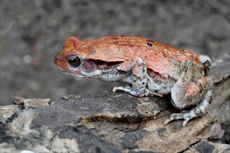 Red Toad