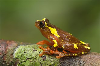 Shreve's Sarayacu tree frog