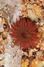 Beadlet anemones