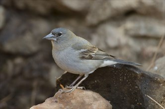 (Fringilla teydea)