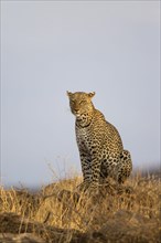 Adult african leopard