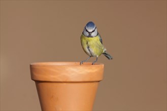 Blue Tit