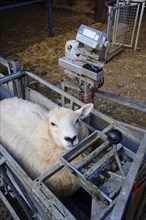 Sheep farming