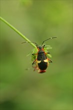 Cotton-stainer Bug
