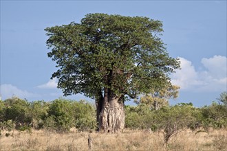 A very Large Baobab
