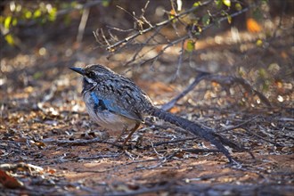 Long-tailed ground roller