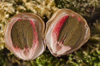 Cross-sectionCuttlefish mushroom