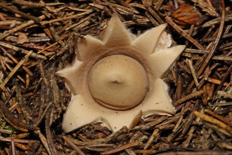 Pimpled Earth Star