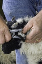 Farmer tagging young lamb with identification tags