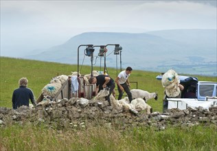 Shearing sheep with mobile shearing unit