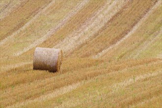 Round straw bale in stubble field