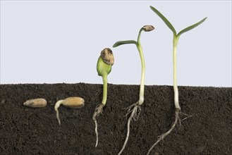 Sequence of sunflower seeds passing through different stages of germination from the subsoil to the cotyledons