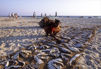 Fisherwoman drying fish in Dhanushkodi or Danushkodi