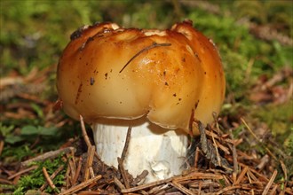 Smelly russula