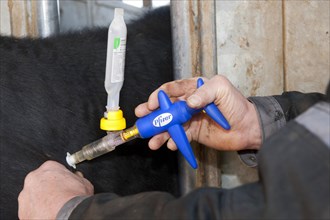 Farmer vaccinating cow with vaccine against leptospira