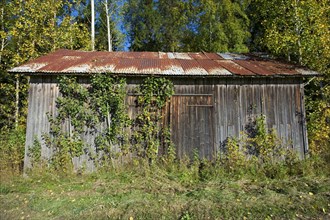 Overgrown disused wooden barn with rusted corrugated iron roof