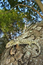 Adult Wahlberg's Velvet Gecko