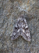 Great owlet moth