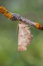 Oak spine moth