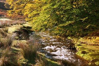 River and overhanging beech trees with leaves in autumn colours