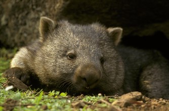 Naked-nosed wombat
