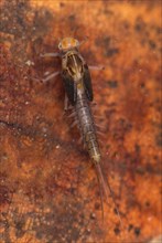 Larva of the minnow mayfly