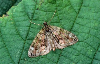 Red-green carpet moth